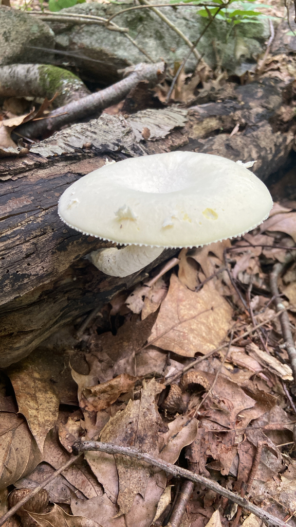 Lynx Paw Oyster · July 2026 · photo: Photo: no rights reserved · iNaturalist