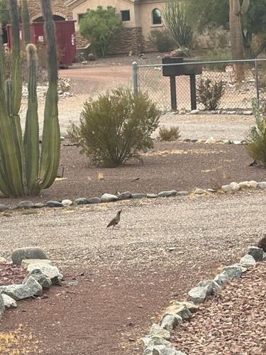 Gambel's Quail