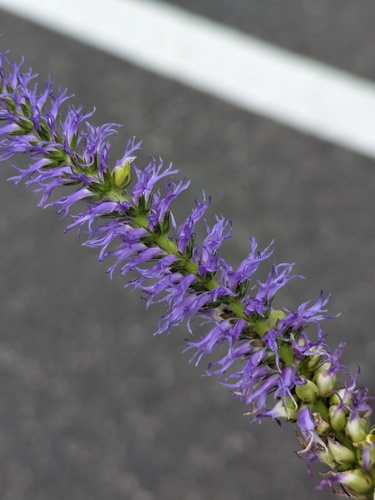 Veronica orchidea