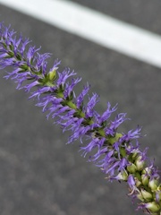 Veronica orchidea