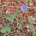 Western Stork's-Bill - Photo (c) Mark Marathon, some rights reserved (CC BY-SA)