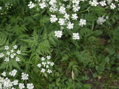 Anthriscus sylvestris