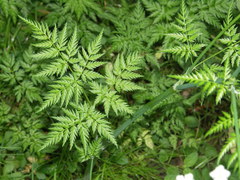 Anthriscus sylvestris