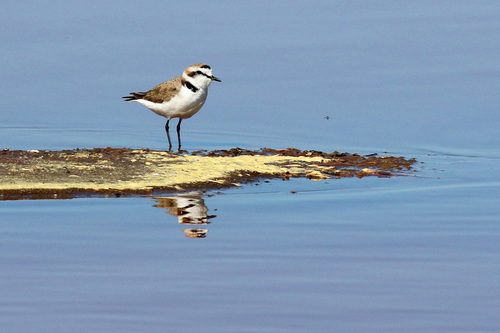 Chorlitejo patinegro (Charadrius alexandrinus)