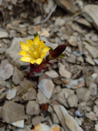 Gentiana scabrida, photograph 3
