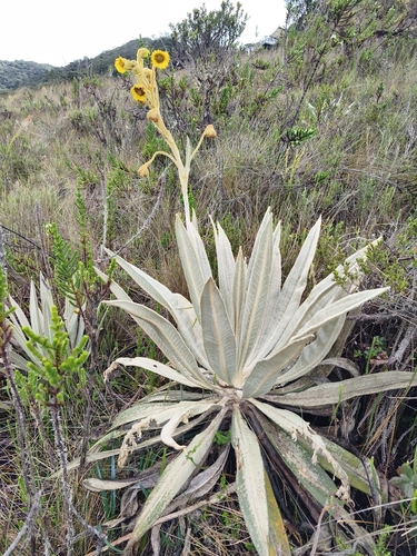 Espeletia grandiflora, photograph 1
