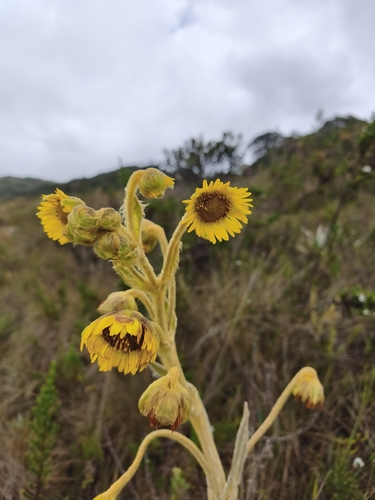 Espeletia grandiflora, photograph 2