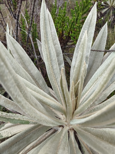 Espeletia grandiflora, photograph 3