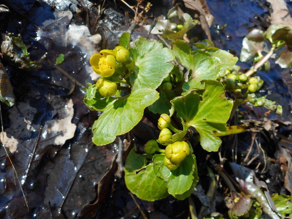 Caltha palustris, Гатчинский р-н, Ленинградская обл., Россия