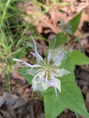 Monarda russeliana