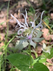 Monarda russeliana