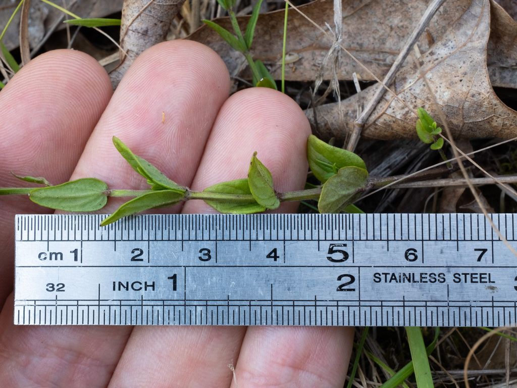 Scutellaria parvula; photograph (c) Alex Abair, some rights reserved (CC BY)