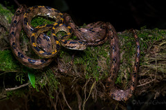 Boiga quincunciata