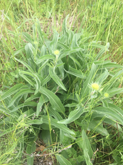 Echinacea angustifolia