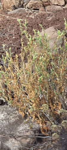 tabaco de coyote