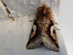 Stretchia plusiaeformis