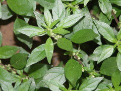 Parietaria judaica