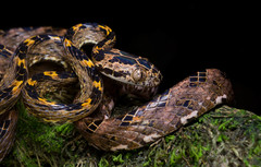 Boiga quincunciata