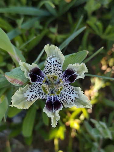 Ferraria densepunctulata