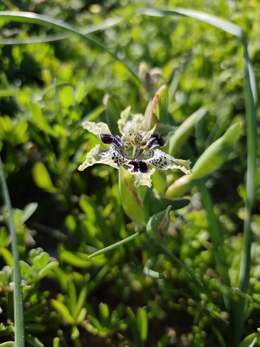 Ferraria densepunctulata
