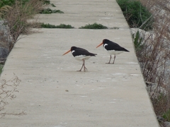 Haematopus ostralegus