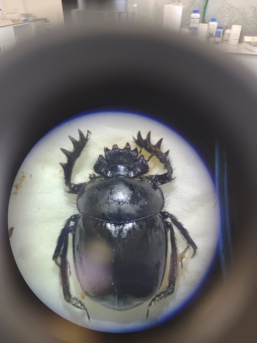 Scarabaeus typhon