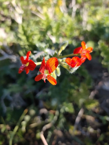 Pelargonium fulgidum, photograph 6