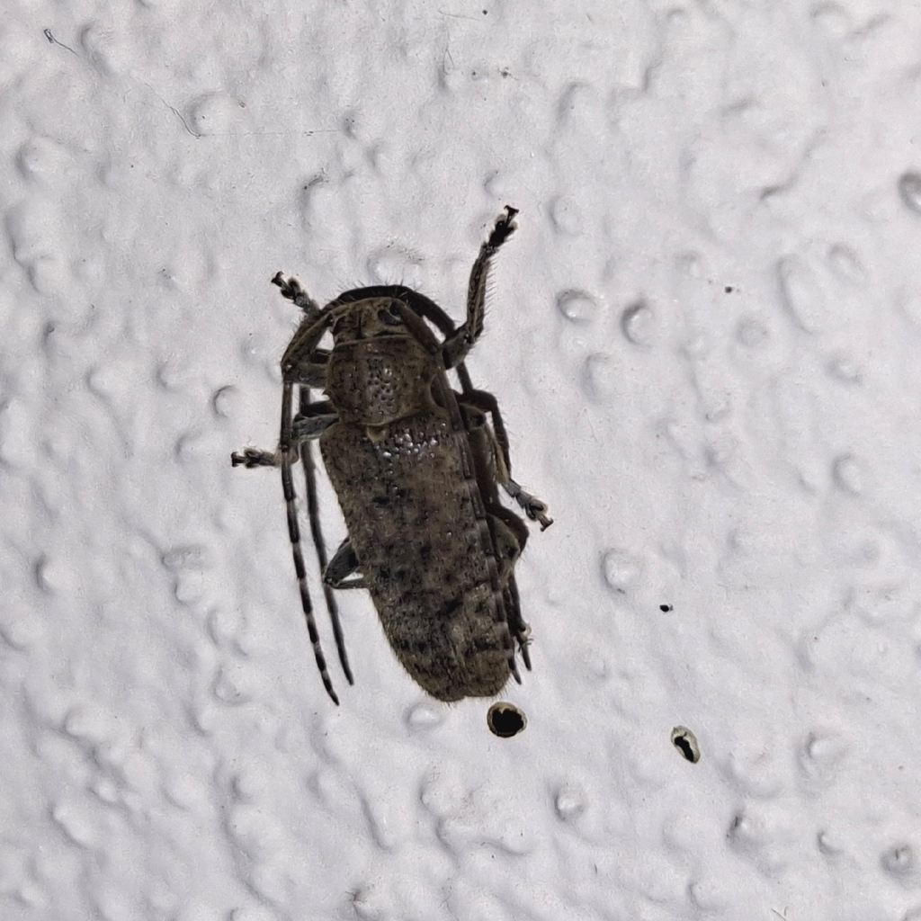 Drycothaea stictica