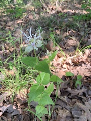 Monarda russeliana