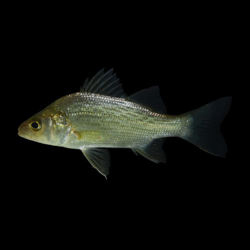 White Perch, Stafford County, VA, USA, photo 9 of 10