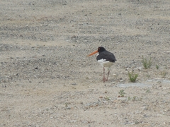 Haematopus ostralegus
