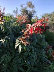 Melianthus elongatus