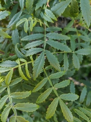 Melianthus elongatus, photograph (c) Jeanette Clarke, some rights reserved (CC BY-SA)
