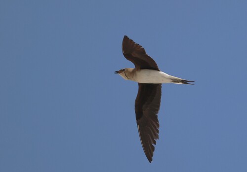 iNaturalist image