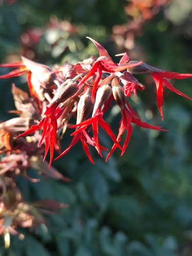 Melianthus elongatus, photograph 3