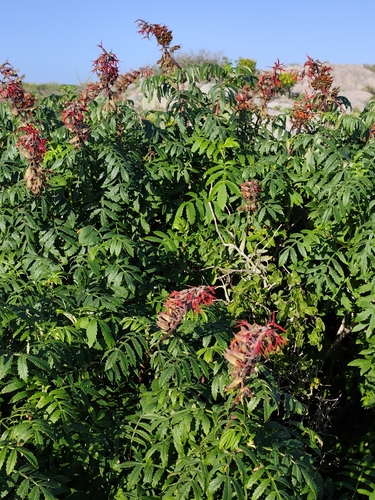 Melianthus elongatus, photograph 4