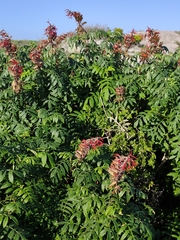 Melianthus elongatus, photograph (c) Jeanette Clarke, some rights reserved (CC BY-SA)