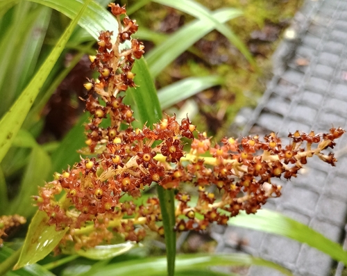 Astelia menziesiana observed 2026-07-25