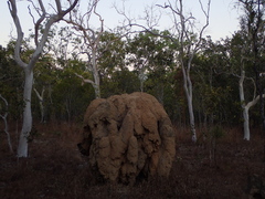 Nasutitermes triodiae