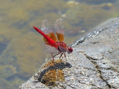 Brachythemis lacustris