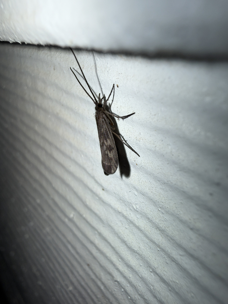 Molanna tryphena