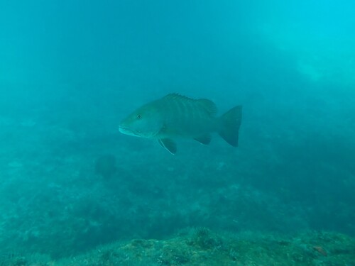 Lutjanus cyanopterus observed 2026-07-17
