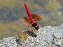 Brachythemis lacustris