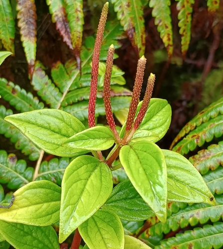 Peperomia macraeana observed 2026-07-25
