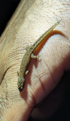 Jamaican Forest Sphaero