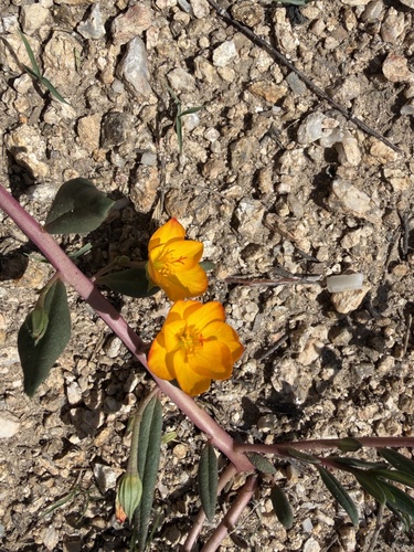 Orange Flameflower
