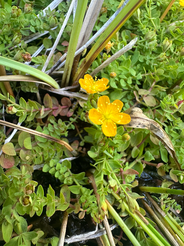 Tinker's penny (Hypericum anagalloides)