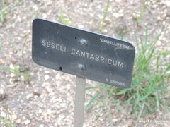 Seseli cantabricum