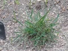 Seseli cantabricum