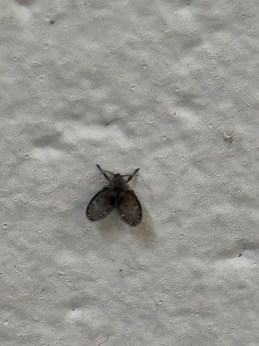 Clogmia albipunctatus observed 2026-07-25